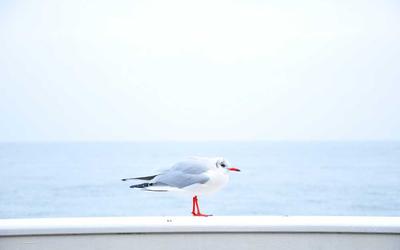双色球百科